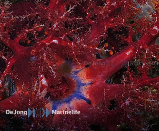 Søæble (Pseuducolochirus violaceus)